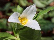 Trillium persistens 20240325 0004