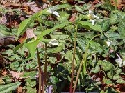 Trillium persistens 20240325 0005