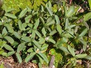 Trillium pusillum var. carolinianum 20240329 0001