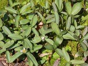 Trillium pusillum var. carolinianum 20240329 0002