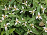 Trillium pusillum var. carolinianum 20240410 0001