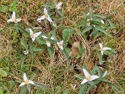 Trillium pusillum var. carolinianum 20240410 0002