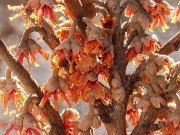 Hamamelis Quasimodo 20240204 0001
