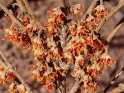 Hamamelis Quasimodo 20240204 0004