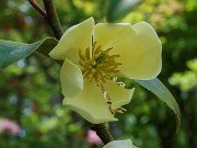 Magnolia x Serendipity 20240430 0008