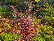 Parrotia subequalis 20241012 0001