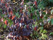 Parrotia subequalis 20241012 0002