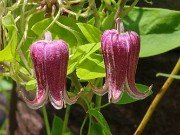 Clematis 20240721 0001