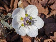 Eranthis byunsanensis 20240226 0002