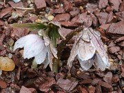 Eranthis pinnatifida 20240128 0003