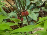 Polygonatum kingianum 20240430 0001