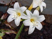 Amaryllis