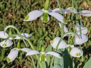 Galanthus