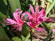 Lycoris