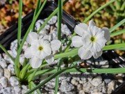 Narcissus