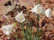 Narcissus cantabricus ssp. cantabricus 2020121 0001