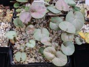 Cyclamen coum Seedlings 20230910 0001