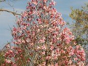 Magnolia Daybreak 20210415 0001