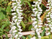 Bog Garden Plants