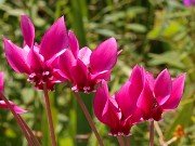 Cyclamen