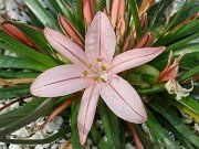 Asphodelus acaulis 20220306 0001