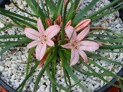 Asphodelus acaulis 20220306 0004