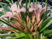 Asphodelus acaulis 20220306 0005