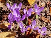 Crocus banaticus 20221027 0001