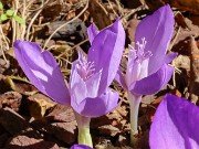 Crocus banaticus 20221027 0003