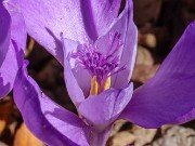 Crocus banaticus 20221027 0004