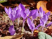 Crocus banaticus 20221027 0005