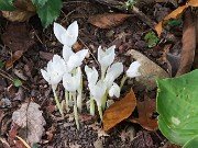 Crocus banaticus albus 20221012 0001