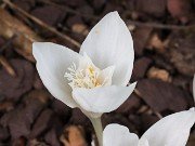 Crocus banaticus albus 20221012 0002