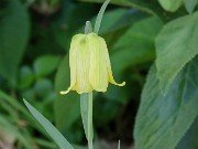 Fritillaria pyrenaica Yellow Form 20220510 0001
