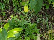 Fritillaria pyrenaica Yellow Form 20220510 0002