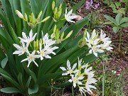 Pancratium illyricum 20220426 0003