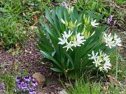 Pancratium illyricum 20220426 0004