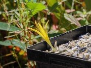 Sternbergia mishustinii 20221010 0001