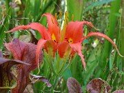 Lilium catesbaei 20230905 0001