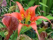 Lilium catesbaei 20230905 0002