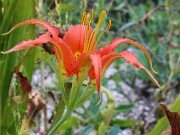 Lilium catesbaei 20230905 0003