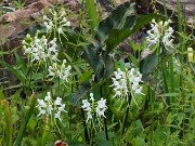 Platanthera integrilabia 20230801 0001