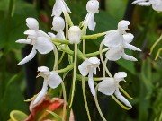 Platanthera integrilabia 20230801 0004