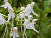 Platanthera integrilabia 20230801 0006