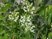 Platanthera integrilabia 20230801 0010