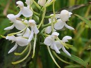 Platanthera integrilabia 20230801 0013