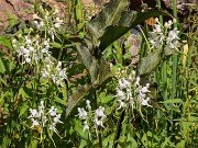 Platanthera integrilabia 20230802 0001