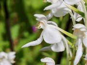 Platanthera integrilabia 20230802 0003