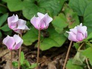 Cyclamen confusum 20230909 0002