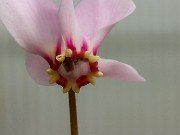 Cyclamen confusum 20230913 0001